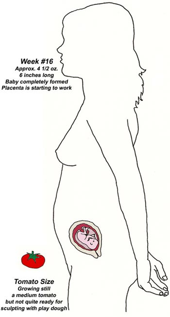 胎儿发育