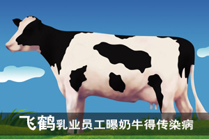 飞鹤乳业员工曝奶牛得传染病 公司坚称安全