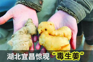 湖北宜昌查获近千公斤硫磺熏制"毒生姜"(图)