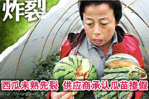 宝鸡百亩西瓜未熟先裂 供应商承认瓜苗掺假