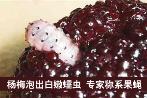 杨梅泡出白嫩小虫 专家称是果蝇且富含高蛋白(图)