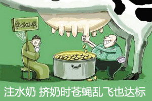 乳企利用新国标卖注水奶 挤奶时苍蝇乱飞也达标