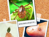 科学图解蜱虫防治方法