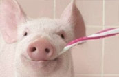 刷牙吧 猪都刷牙了