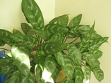 室内不适宜养什么植物