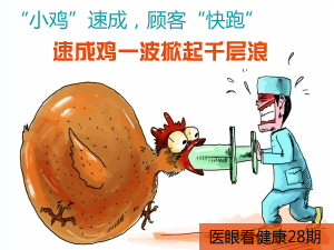 速成鸡风波
