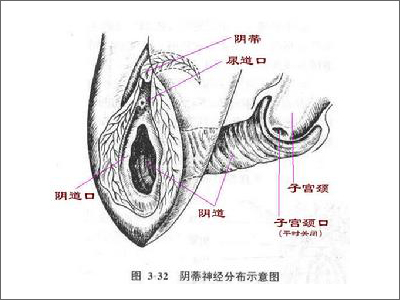 处女膜,处女膜图片