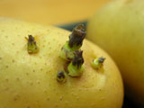 春季小心这些食物易中毒