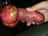 食物“伟哥” 男女绝密春药