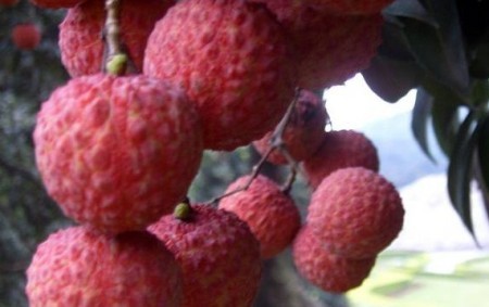 排毒食物和他们的小伙伴们 排毒食物和他们的小伙伴们