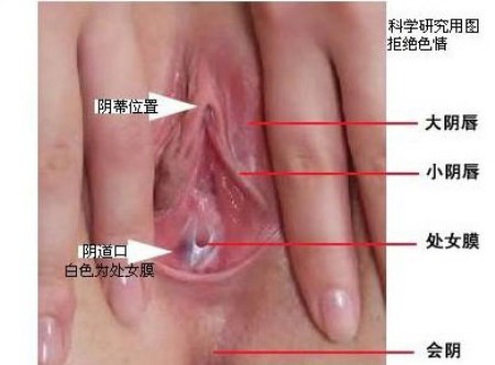 图解处女膜破裂的全过程! 图解处女膜破裂的全过程!