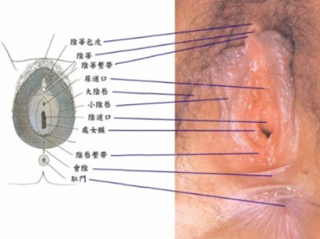 图解处女膜破裂的全过程! 图解处女膜破裂的全过程!