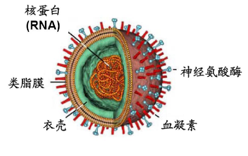 专家提醒：警惕流感病毒肺炎链球菌合并感染