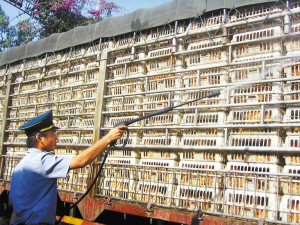 为防治H7N9禽流感 深圳市家禽批发市场休市消毒为防治H7N9禽流感 深圳市家禽批发市场休市消毒