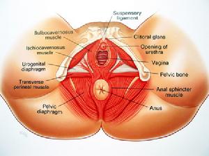 爆！女人性生殖器官 最完美尺寸(多图)