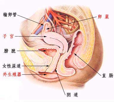 爆！女人性生殖器官 最完美尺寸(多图)