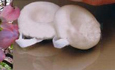 女性新式避孕方法