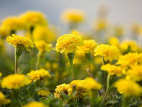 “招花惹草” 小心中毒
