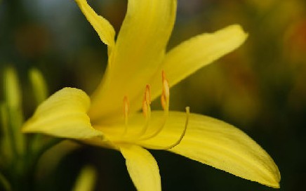 黄花菜