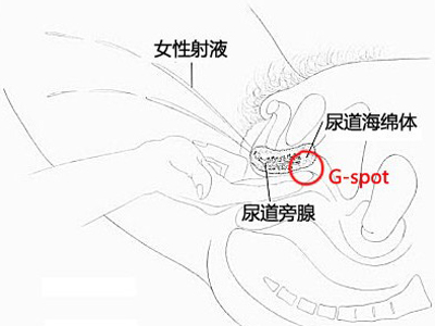 锁定女人G点 让爱爱极致到底 锁定女人G点 让爱爱极致到底