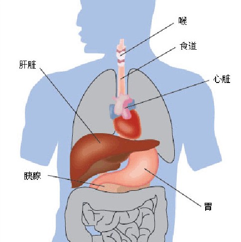 最易发生癌变的人体器官