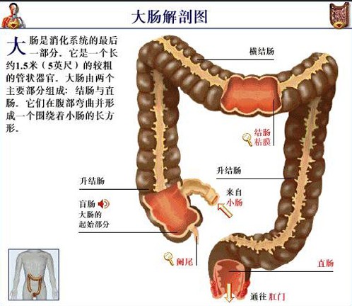 最易发生癌变的人体器官