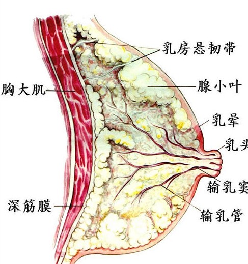 最易发生癌变的人体器官