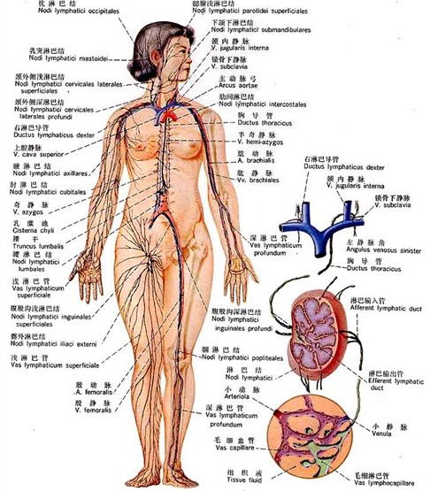 最易发生癌变的人体器官