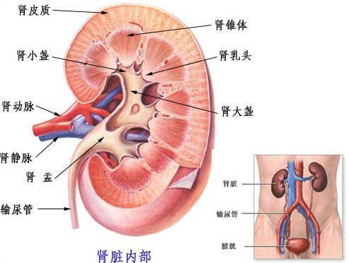 最易发生癌变的人体器官