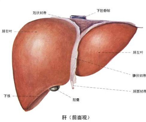 最易发生癌变的人体器官