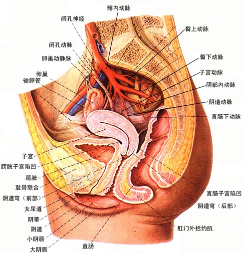 最易发生癌变的人体器官