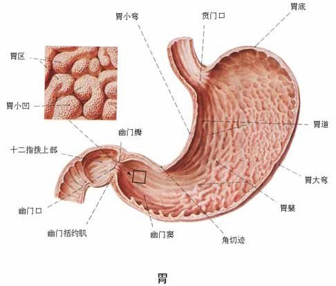 最易发生癌变的人体器官