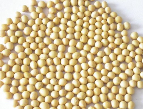 丰胸佳品 呵护乳房的九类食物 丰胸佳品 呵护乳房的九类食物