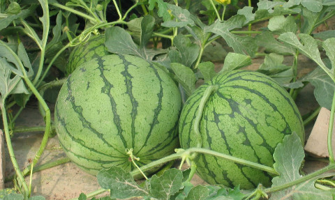 专家提醒:夏季贪凉吃西瓜 吃多未必解暑 专家提醒:夏季贪凉吃西瓜 吃多未必解暑