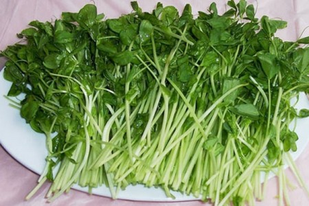 夏季多吃!15种天然“降脂药” 夏季多吃!15种天然“降脂药”