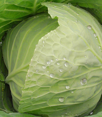 减肥狂吃蔬菜 小心肾结石找上门 减肥狂吃蔬菜 小心肾结石找上门