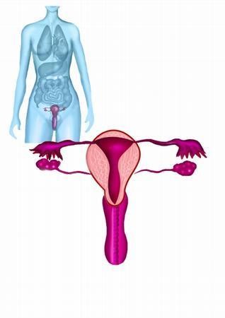 （组图）妇科阴道检查全过程
