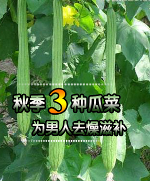 秋季三种瓜菜为男人去燥滋补