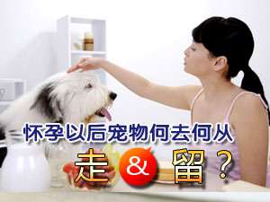 怀孕后宠物安置