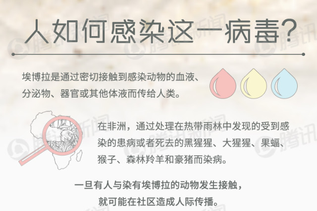 埃博拉病毒的全面解析（12图解）
