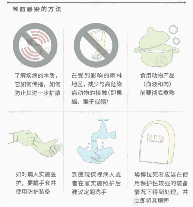 埃博拉病毒的全面解析（12图解）