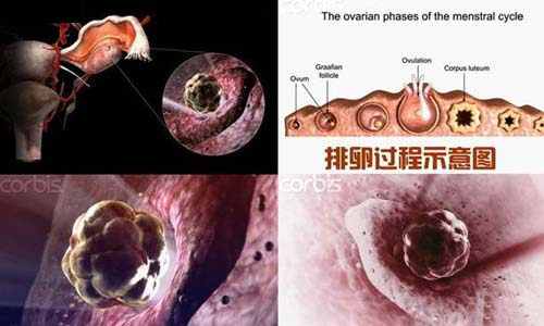 小生命是如何诞生的 超清晰孕育全过程