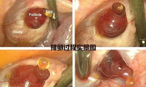 小生命是如何诞生的 超清晰孕育全过程