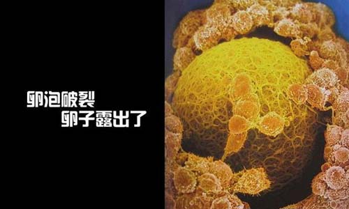 小生命是如何诞生的 超清晰孕育全过程