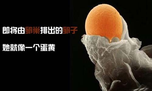小生命是如何诞生的 超清晰孕育全过程