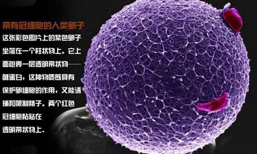 小生命是如何诞生的 超清晰孕育全过程