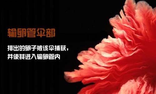 小生命是如何诞生的 超清晰孕育全过程