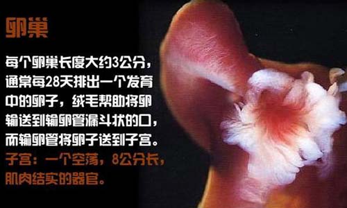 小生命是如何诞生的 超清晰孕育全过程