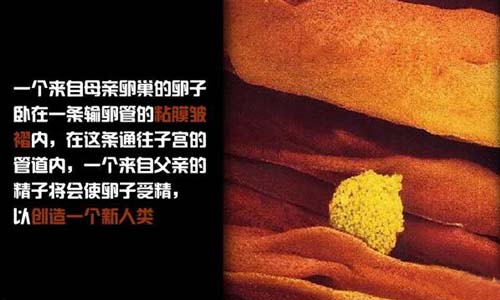小生命是如何诞生的 超清晰孕育全过程