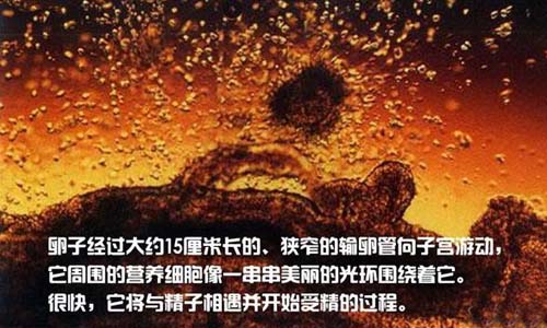 小生命是如何诞生的 超清晰孕育全过程